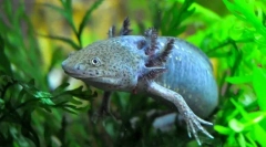 Axolotl (фото): не бажаючи рости усміхнений дракон